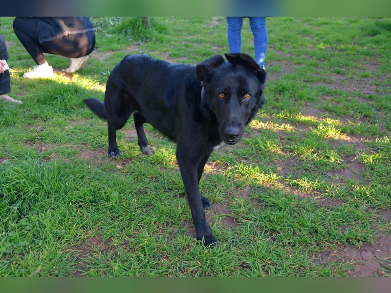 freundliche Zoe sucht ihr Zuhause für immer