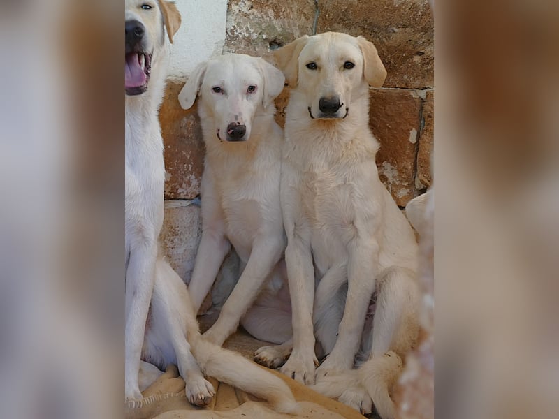 lieber Luke sucht nach seinem Zuhause