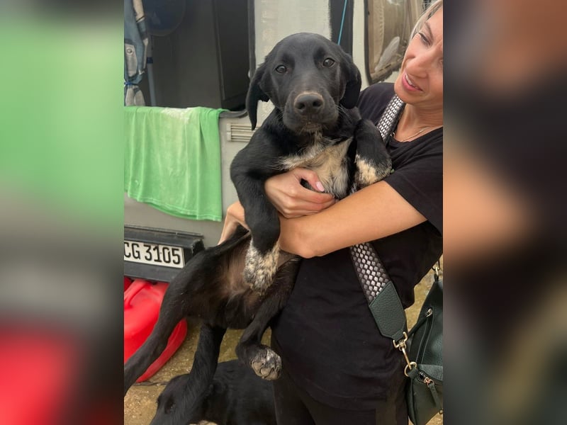 süßer Benno wünscht sich Zuhause süßer Benno wünscht sich Zuhause