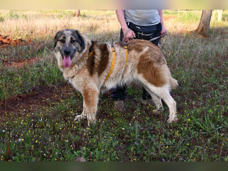 süßer Mack sucht sein Zuhause