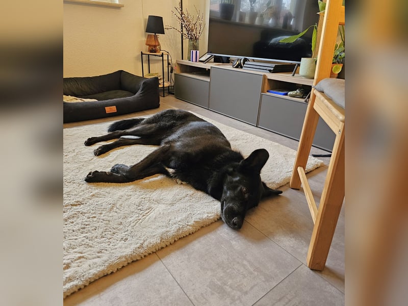 Barby auf Pflegestelle in 72488 Sigmaringen sucht ihr Zuhause