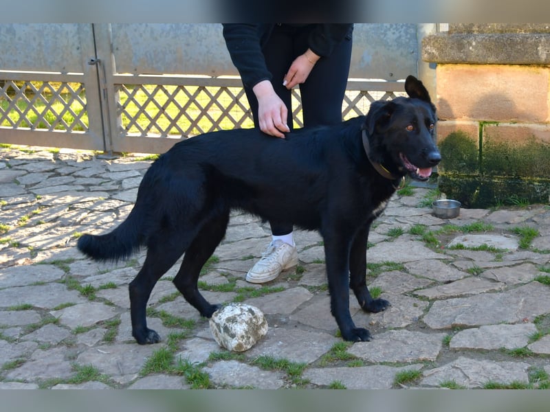 freundliche Zoe sucht ihr Zuhause für immer