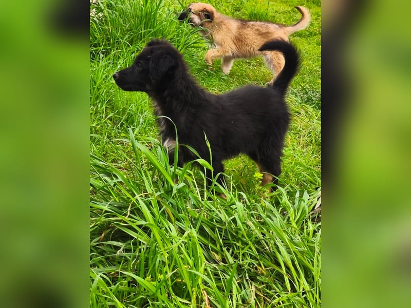 süßer Knut sucht sein Zuhause für immer