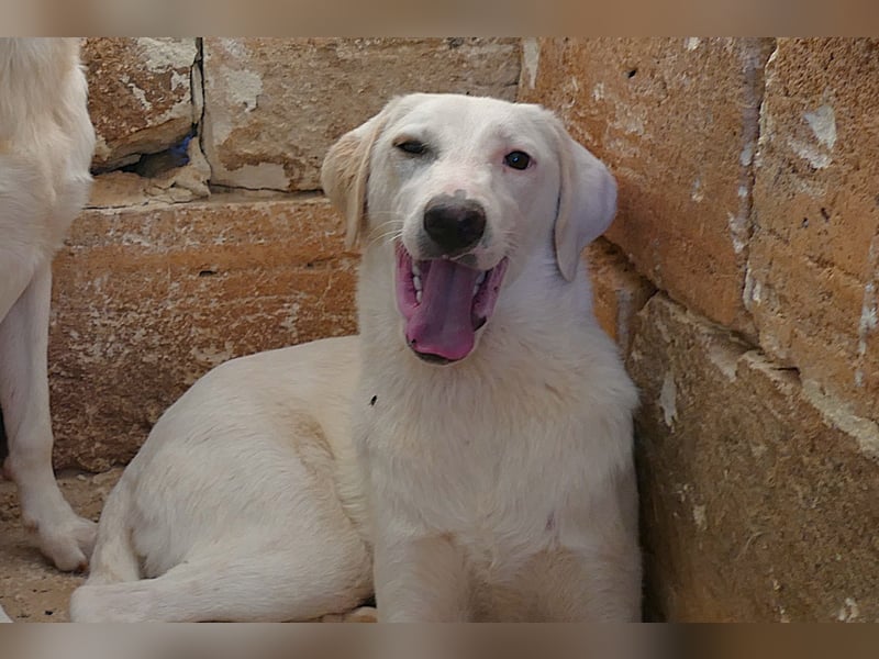 Linda sucht ihr Zuhause für immer