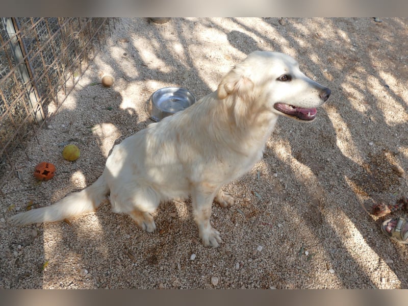 liebe Minka sucht noch ihr Zuhause