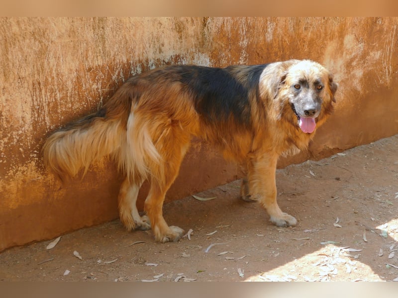 Frodo wünscht sich sein Zuhause für immer
