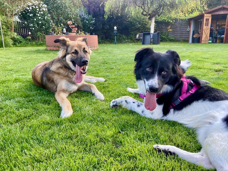 DRINGEND:  Willow in 86899 Landsberg sucht sein Zuhause