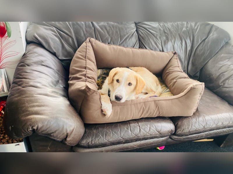 Luke auf Pflegestelle in München such sein kuscheliges Zuhause