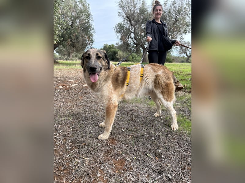 süßer Mack sucht sein Zuhause