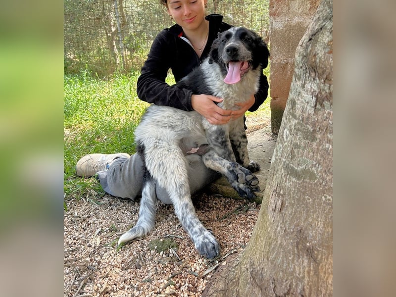 liebenswürdiger Magic sucht sein Zuhause