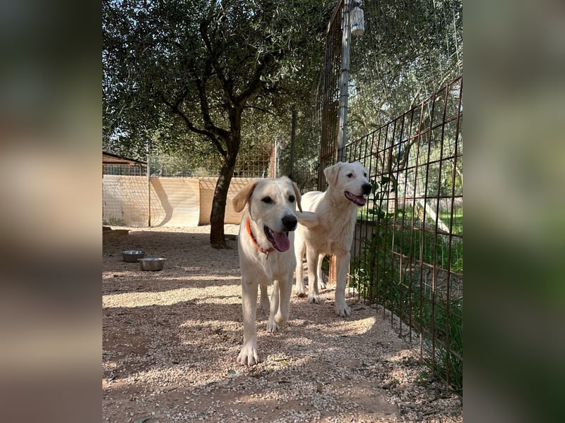 Loki wünscht sich sein Zuhause für immer