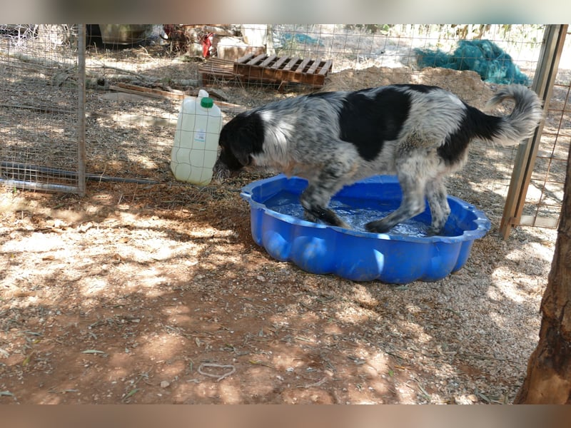 liebenswürdiger Magic sucht sein Zuhause