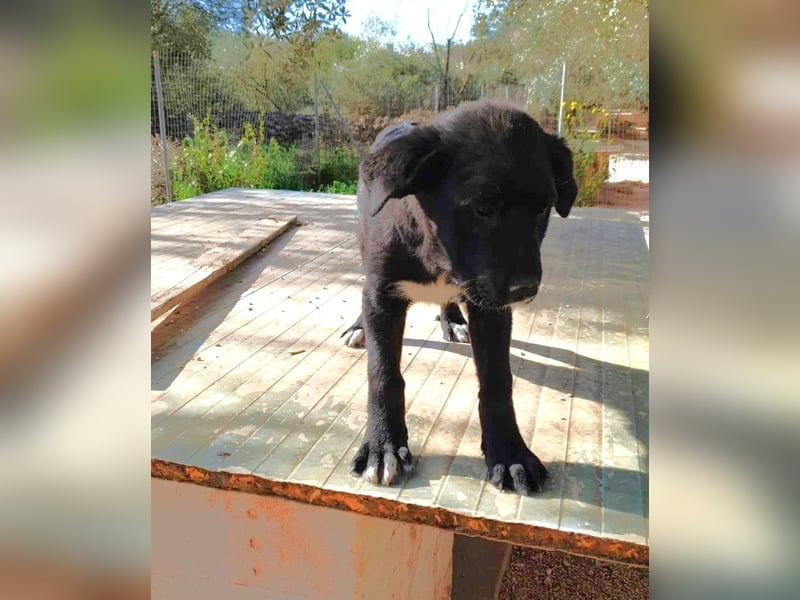 lieber Misha wünscht sich sein Zuhause