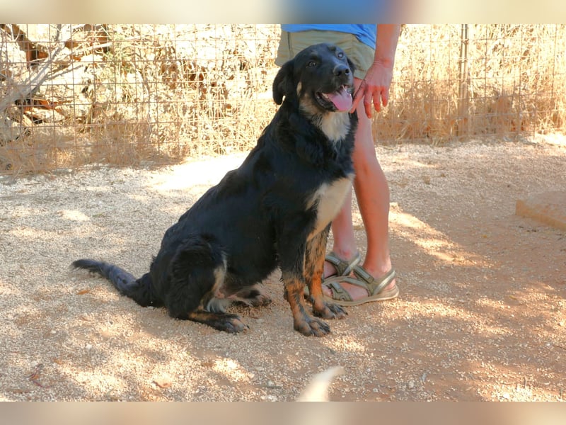 süßer Macho sucht sein kuscheliges Zuhause