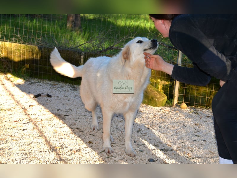 liebe Minka sucht noch ihr Zuhause