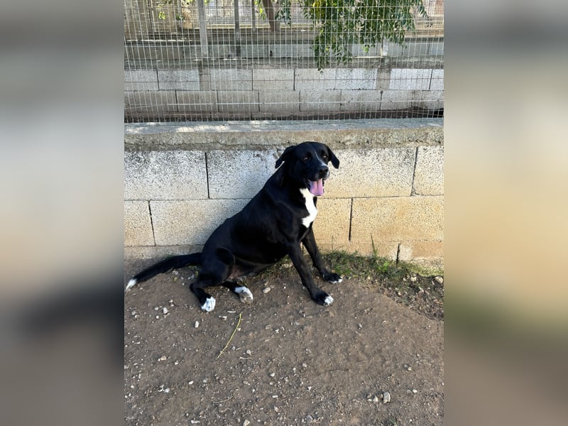 süße Yuma sucht nach ihrem Zuhause für immer