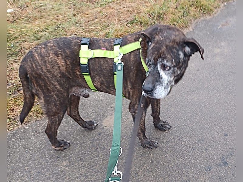 Papy auf Pflegestelle in 88250 Weingarten sucht endlich sein Zuhause