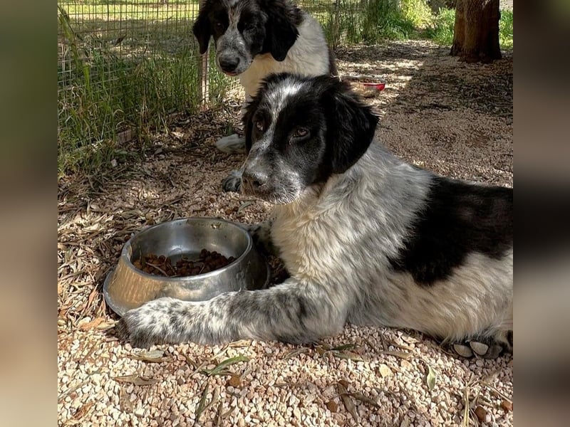 liebenswürdiger Magic sucht sein Zuhause