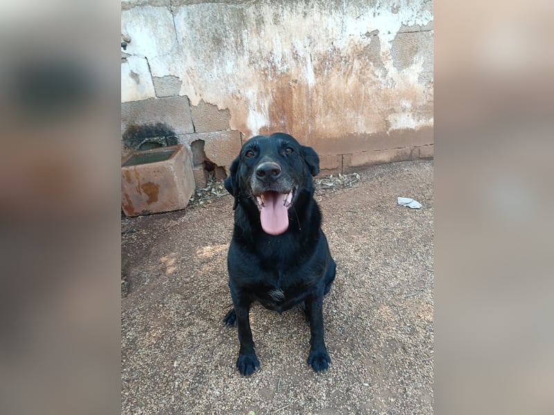 ruhige und liebe Pepa sucht ihr Zuhause zum Ankommen