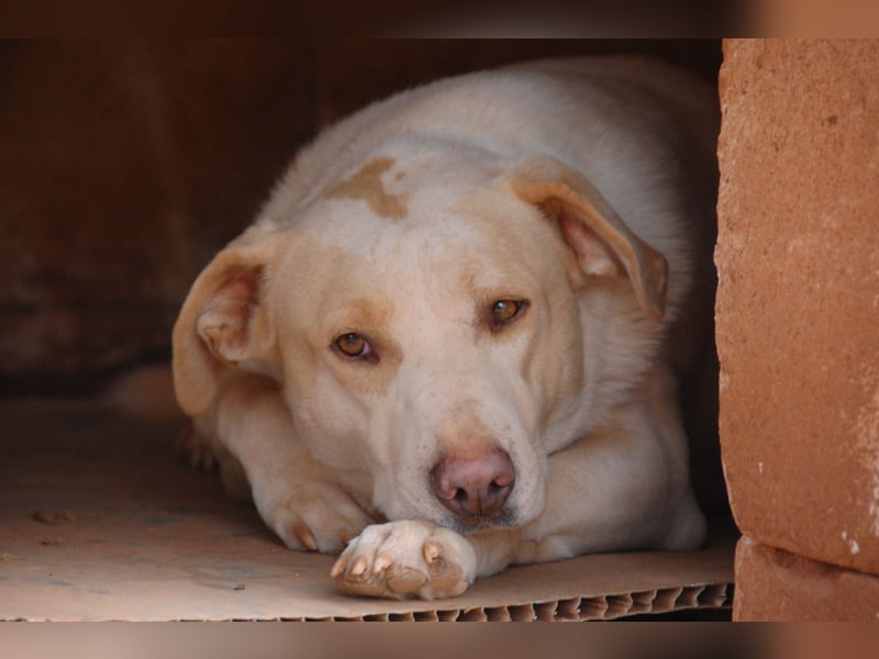 ruhiger Orio wünscht sich sein Zuhause für immer