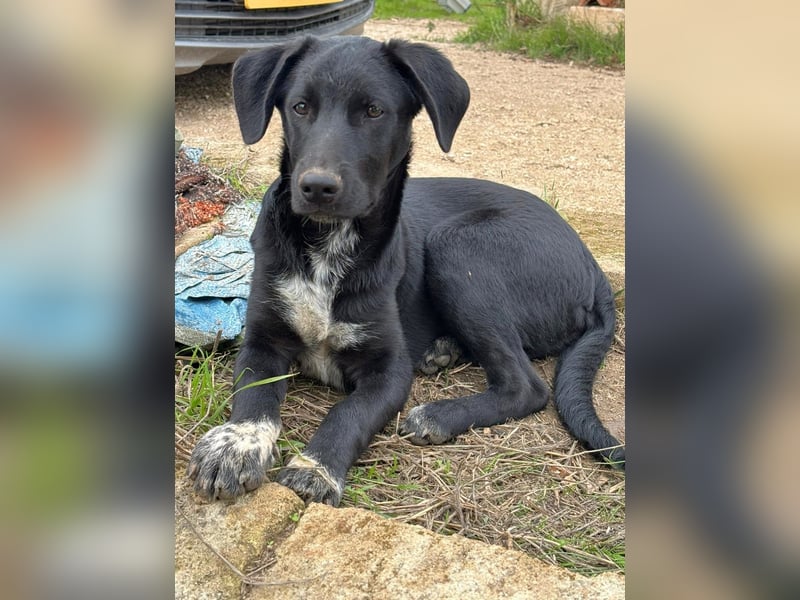 süßer Benno wünscht sich Zuhause süßer Benno wünscht sich Zuhause