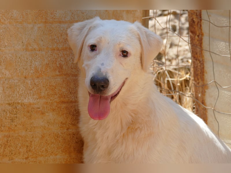 Loki wünscht sich sein Zuhause für immer