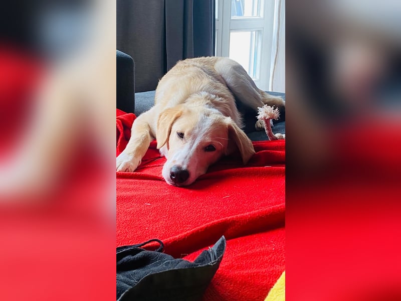 Luke auf Pflegestelle in München such sein kuscheliges Zuhause