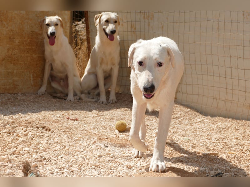Loki wünscht sich sein Zuhause für immer