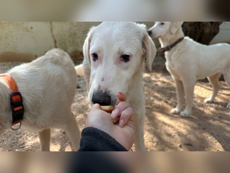 Loki wünscht sich sein Zuhause für immer