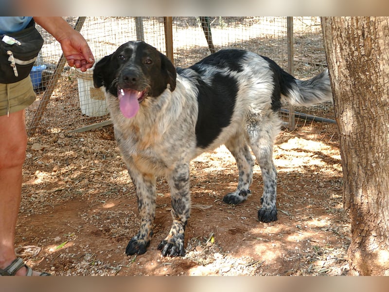 liebenswürdiger Magic sucht sein Zuhause