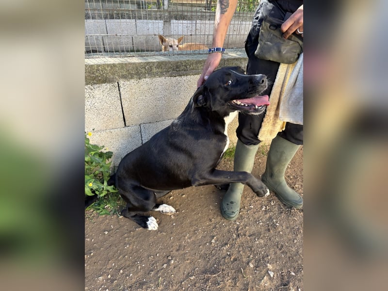 süße Yuma sucht nach ihrem Zuhause für immer