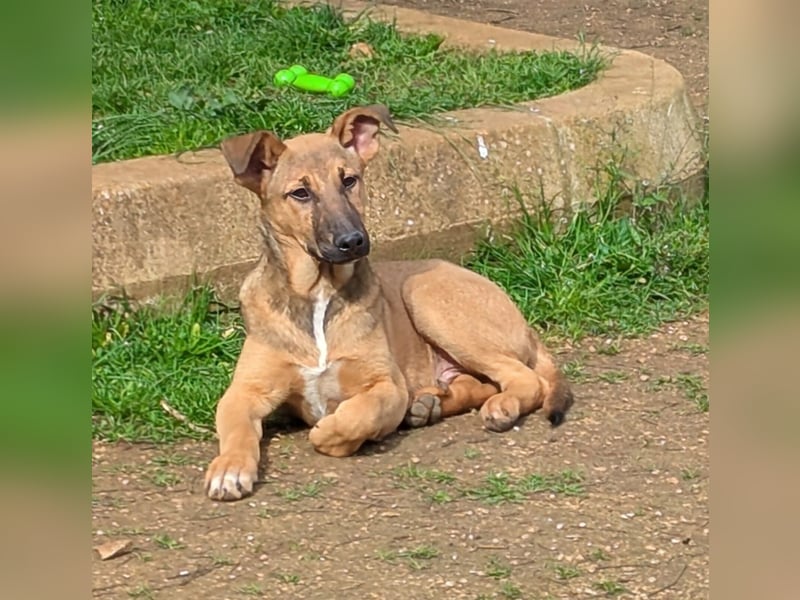 Brad auf Pflegestelle in 88273 Fronreute sucht sein Zuhause