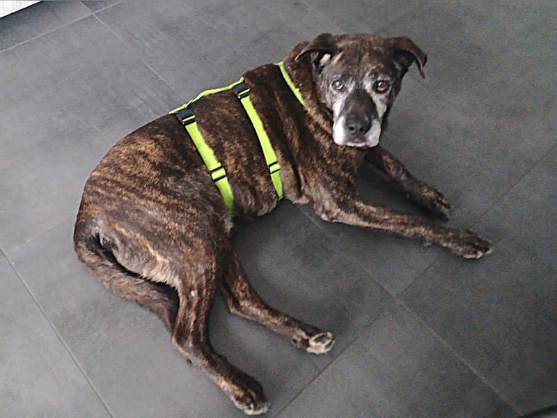 Papy auf Pflegestelle in 88250 Weingarten sucht endlich sein Zuhause