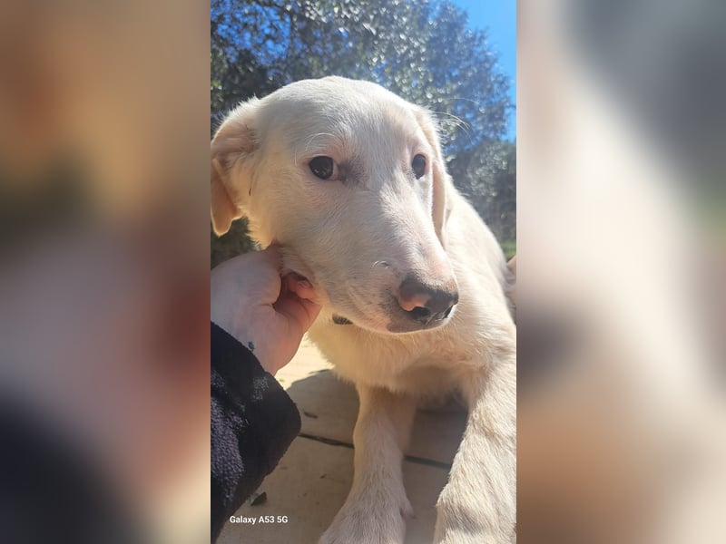 liebe Lilly wünscht sich ihr Zuhause für immer