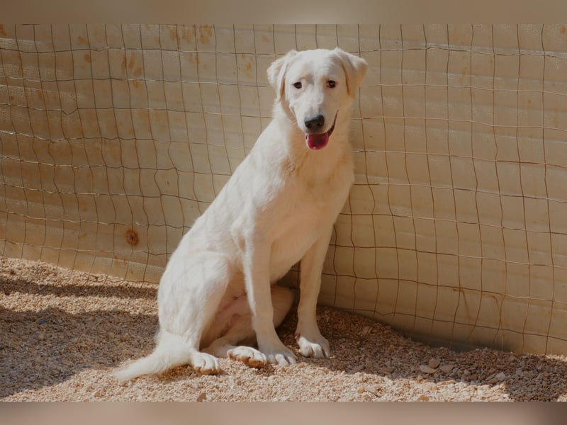 Loki wünscht sich sein Zuhause für immer