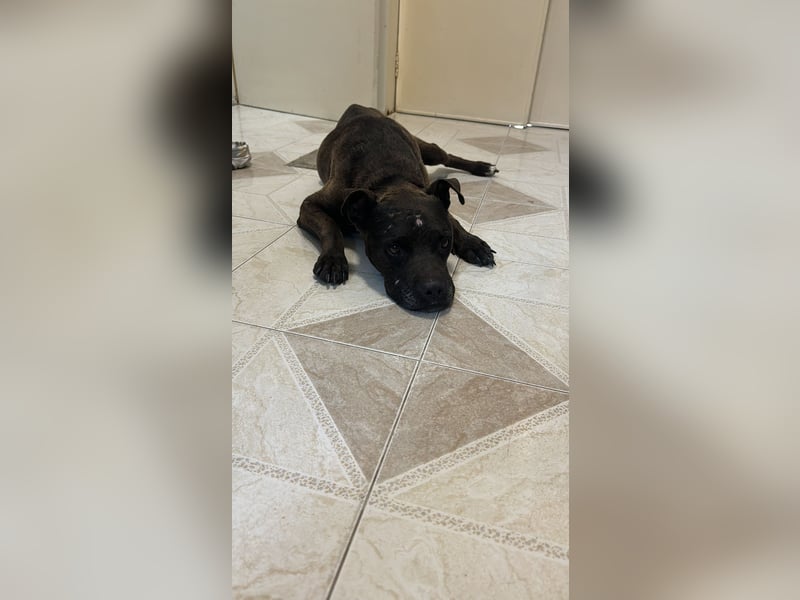 liebe Malu sucht ein liebevolles Zuhause in der Schweiz