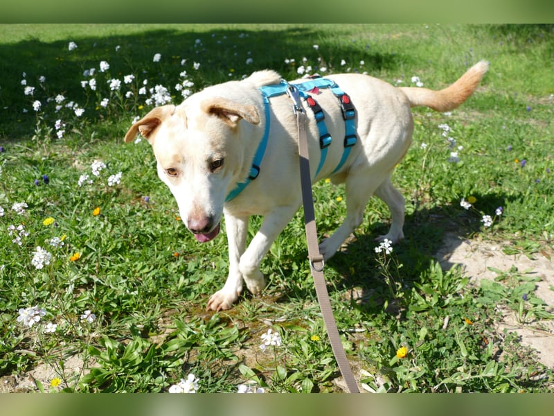 ruhiger Orio wünscht sich sein Zuhause für immer