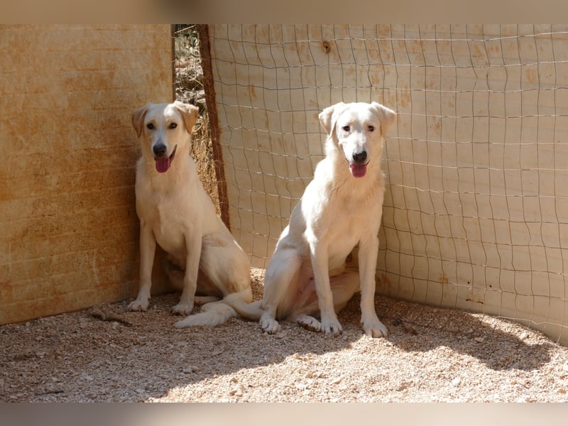 Loki wünscht sich sein Zuhause für immer