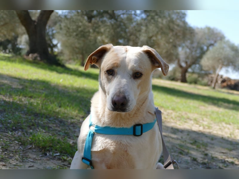 ruhiger Orio wünscht sich sein Zuhause für immer