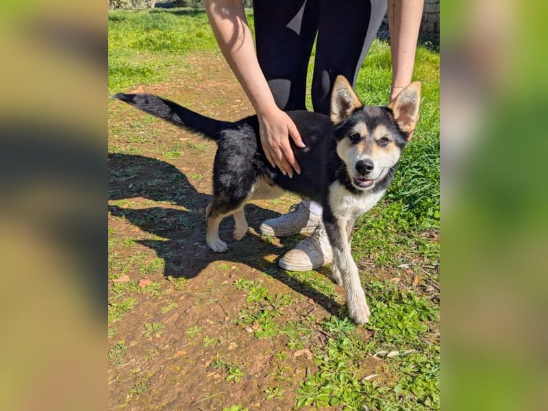 süßer Rocky sucht sein Zuhause für immer