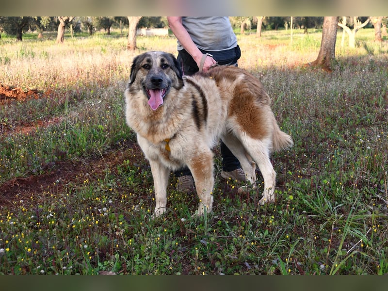 süßer Mack sucht sein Zuhause