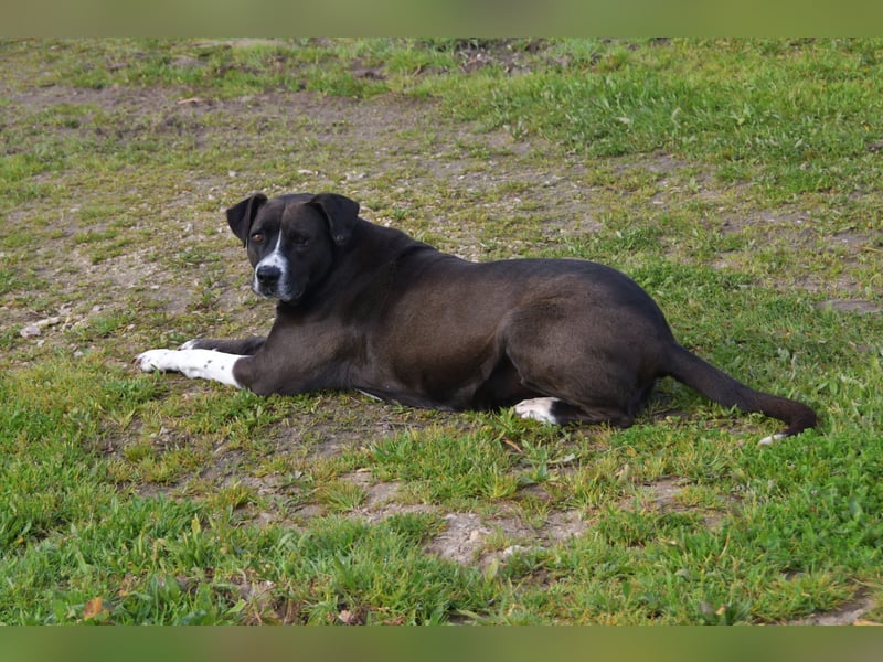 liebste Nina sucht ihr bestes Zuhause für immer