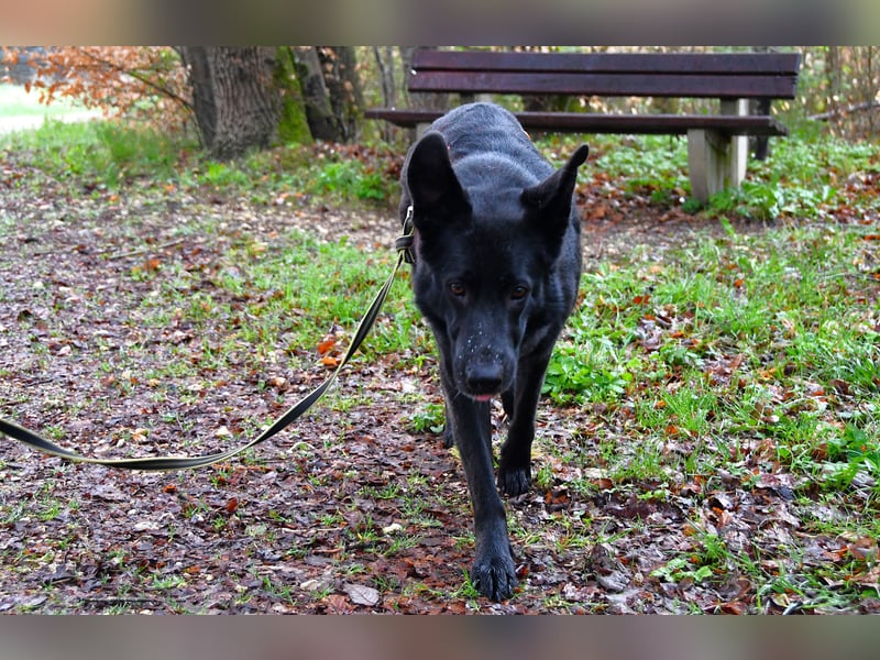 Barby auf Pflegestelle in 72488 Sigmaringen sucht ihr Zuhause