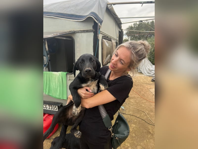 süßer Benno wünscht sich Zuhause süßer Benno wünscht sich Zuhause