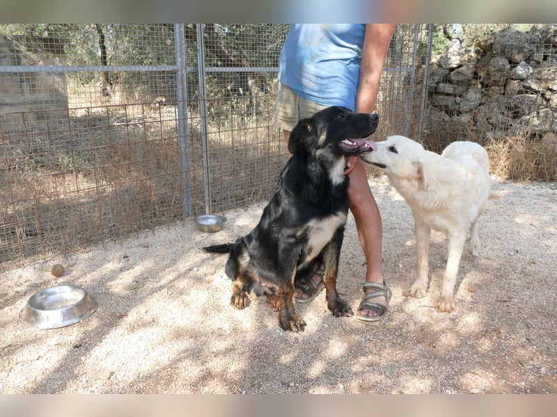süßer Macho sucht sein kuscheliges Zuhause
