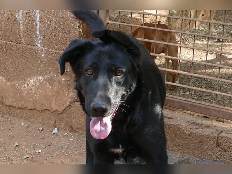 freundliche Zoe sucht ihr Zuhause für immer