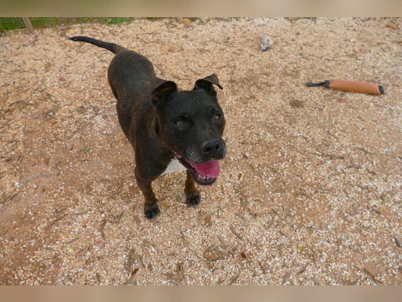 liebe Malu sucht ein liebevolles Zuhause in der Schweiz