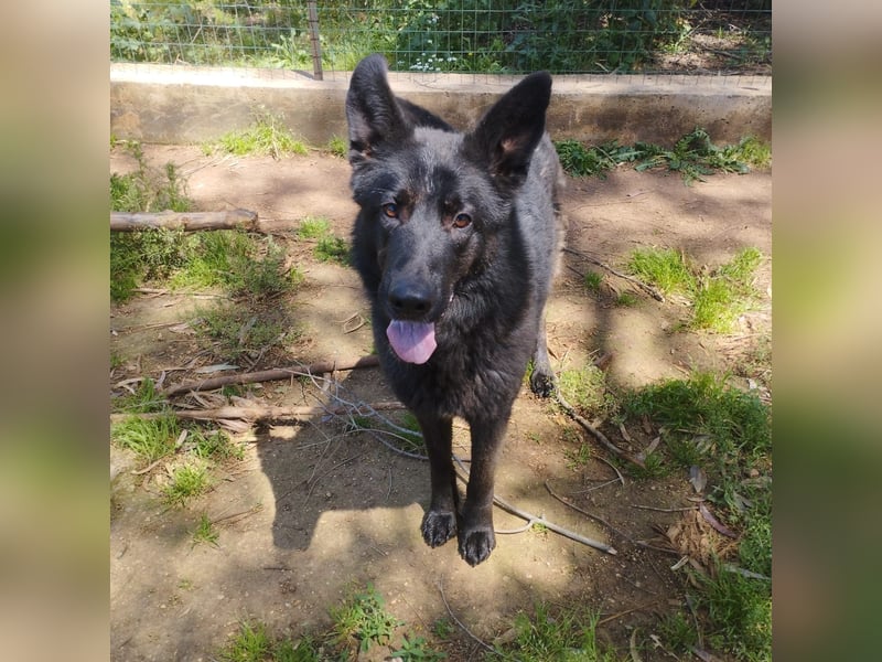 Barby auf Pflegestelle in 72488 Sigmaringen sucht ihr Zuhause