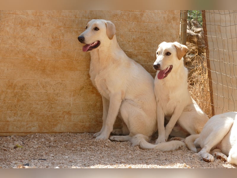 lieber Luke sucht nach seinem Zuhause