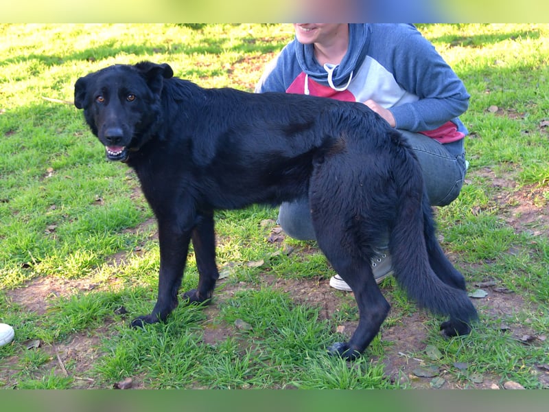 freundliche Zoe sucht ihr Zuhause für immer